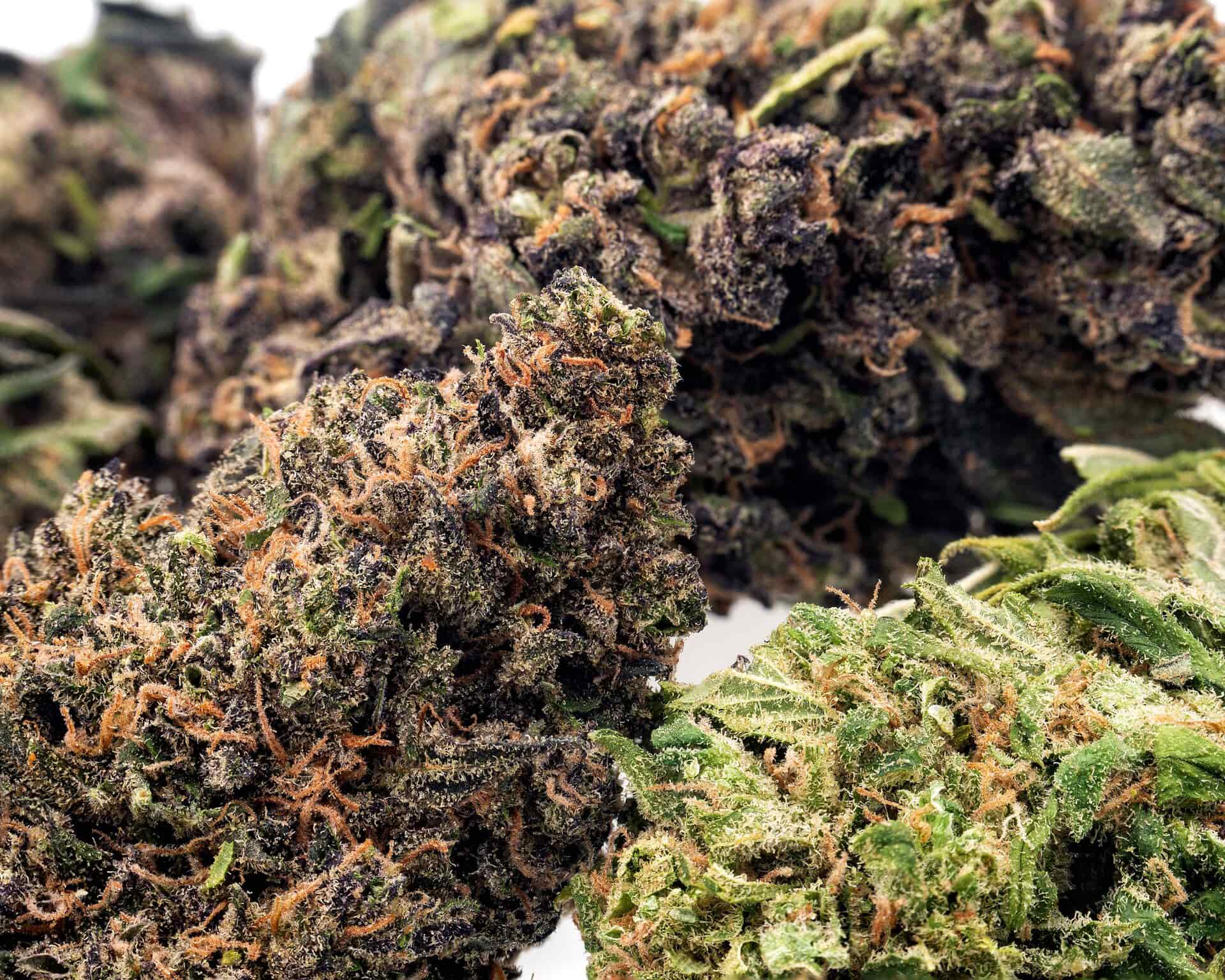 Top Shelf CBD Flower